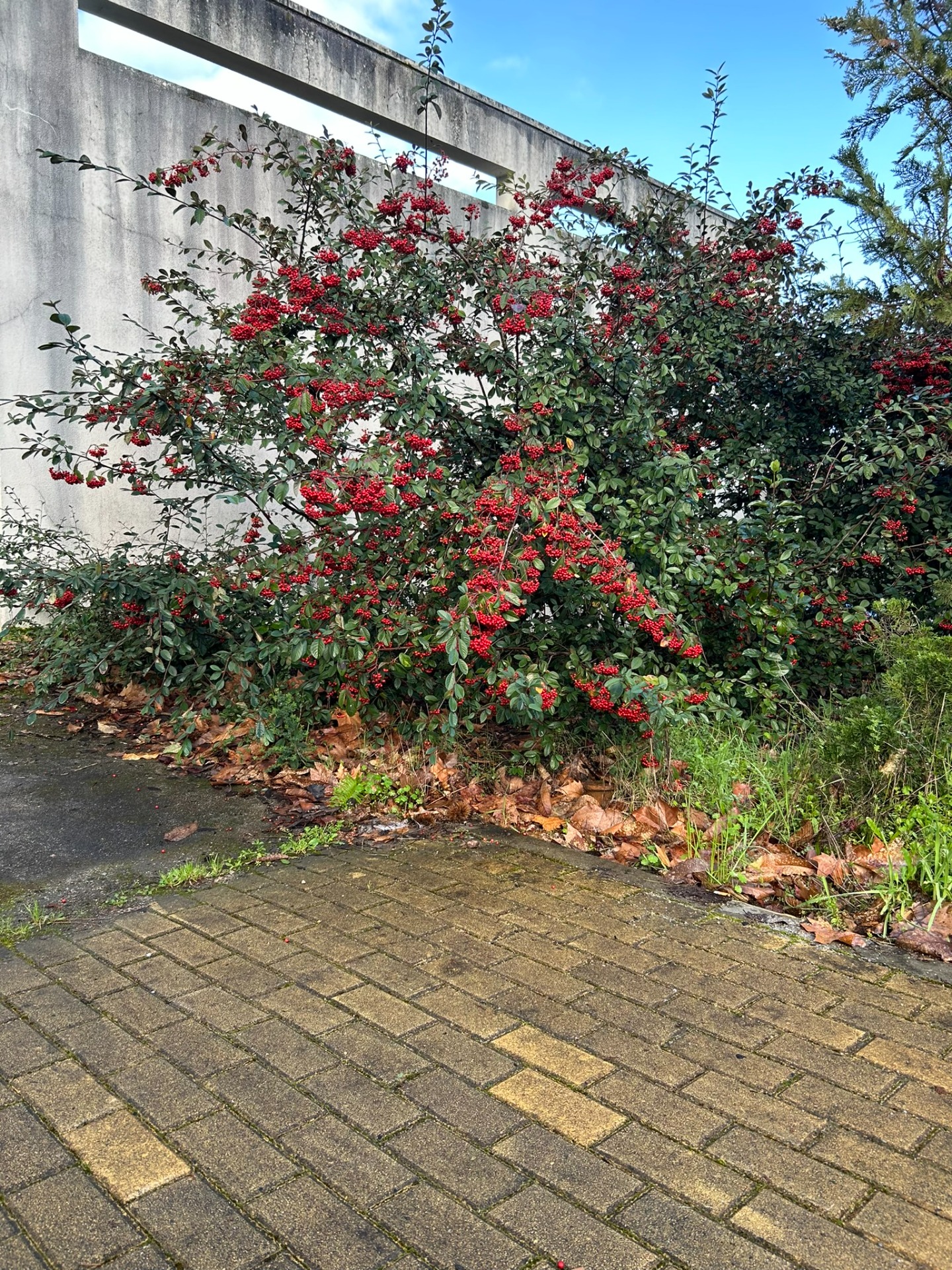 Cotoneaster coriaceus | Fernando Morais | 2024