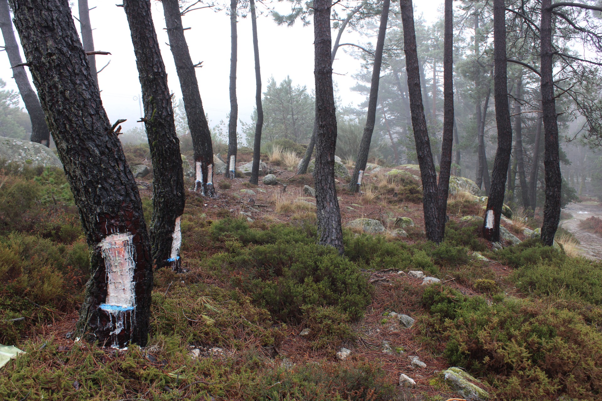 Serra do Alvão | Fernando Morais | 2024